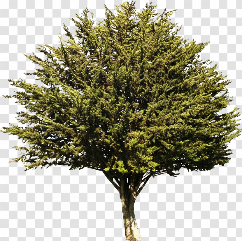 Tree Evergreen Plant Information Drawing - Bush Transparent PNG