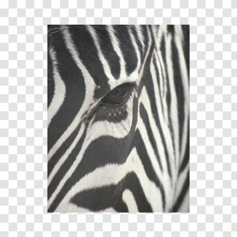 Baby Zebra Desktop Wallpaper Shutterstock Image - Horse Like Mammal Transparent PNG