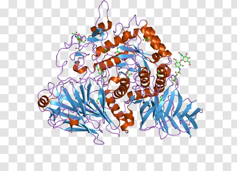 Maltase Enzyme Sucrase Alpha-glucosidase Hydrolysis - Cartoon - Plasma Transparent PNG