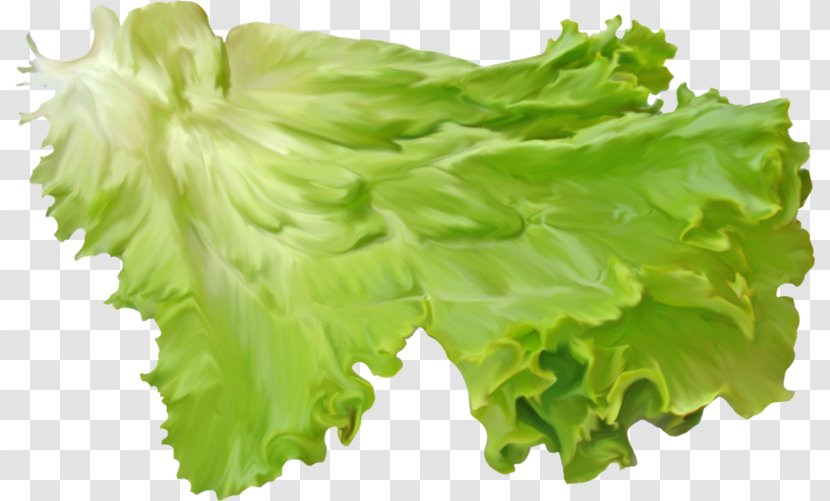 Red Leaf Lettuce Romaine Salad - Sandwich Transparent PNG