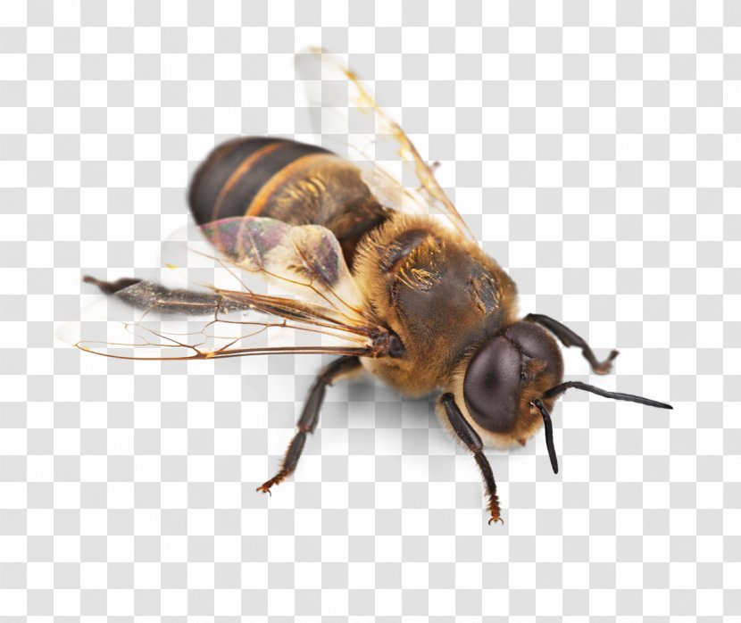 Western Honey Bee Insect Hornet Pollinator - Yellowjacket Transparent PNG
