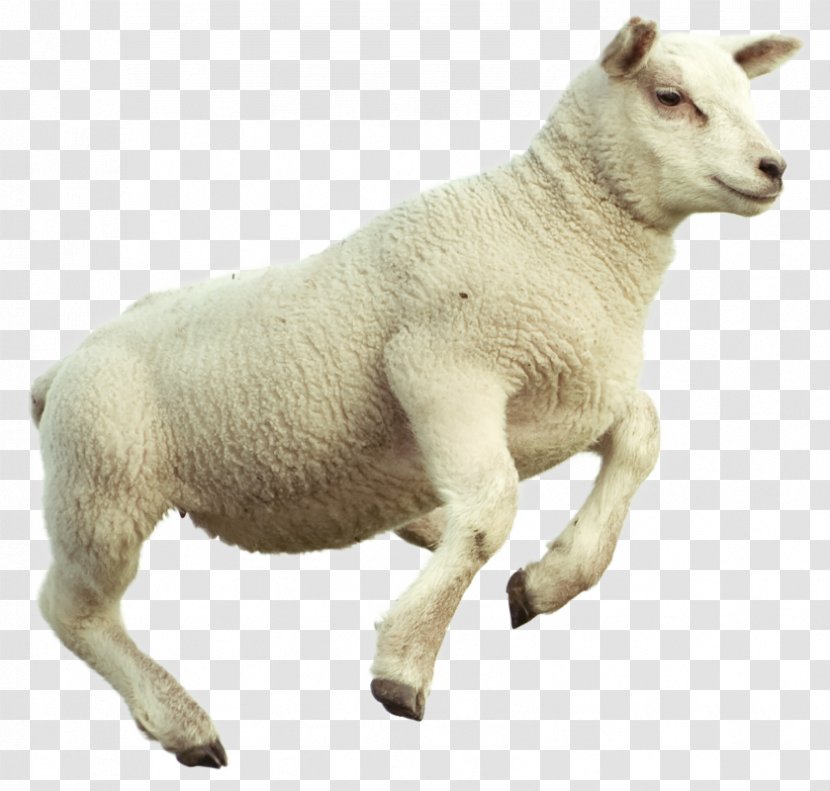 Counting Sheep Merino Goat Sheep's Meat Image Transparent PNG