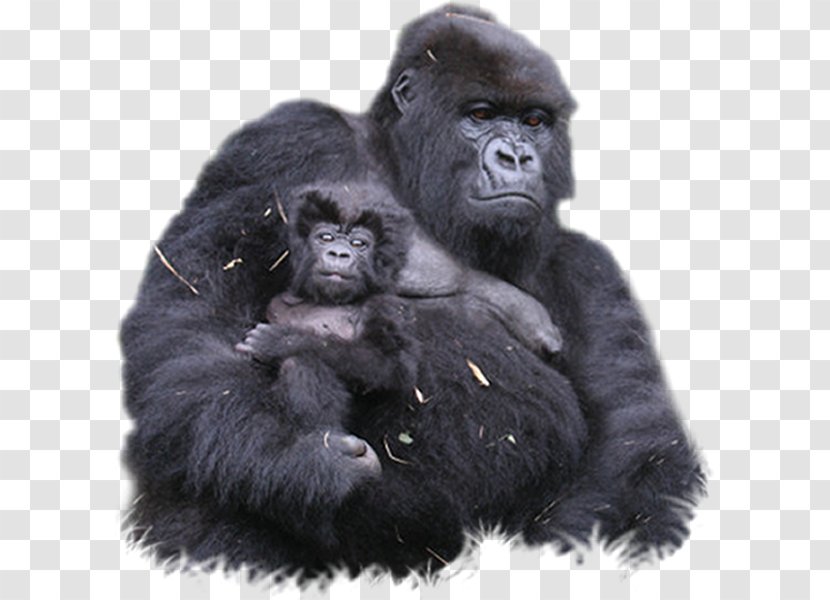 Bwindi Impenetrable National Park Mountain Gorilla Ape Virunga Mountains Forest - Common Chimpanzee - Black Transparent PNG