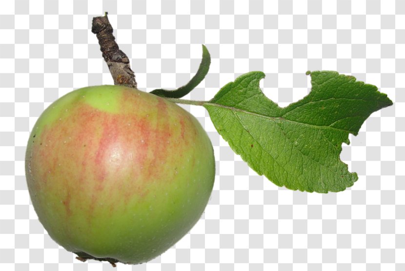 Apple Download Auglis - Plant - Branches Transparent PNG