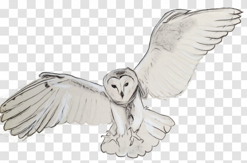 Barn Owl Snowy Line Art Wing - Fictional Character - Supernatural Creature Transparent PNG