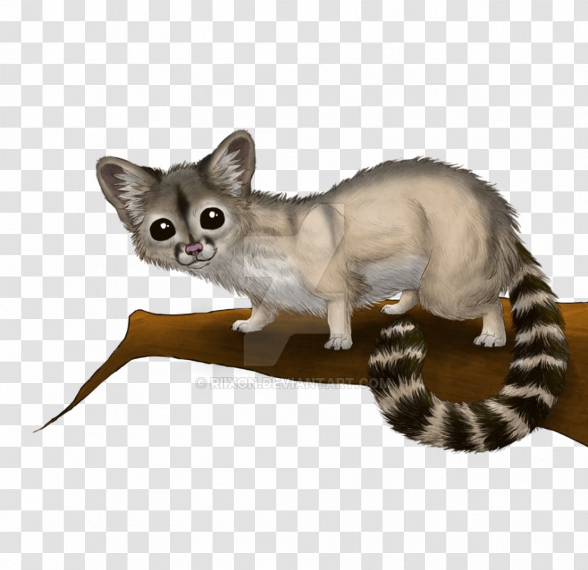 Whiskers Ring-tailed Cat Arizona Tabby - Art Transparent PNG