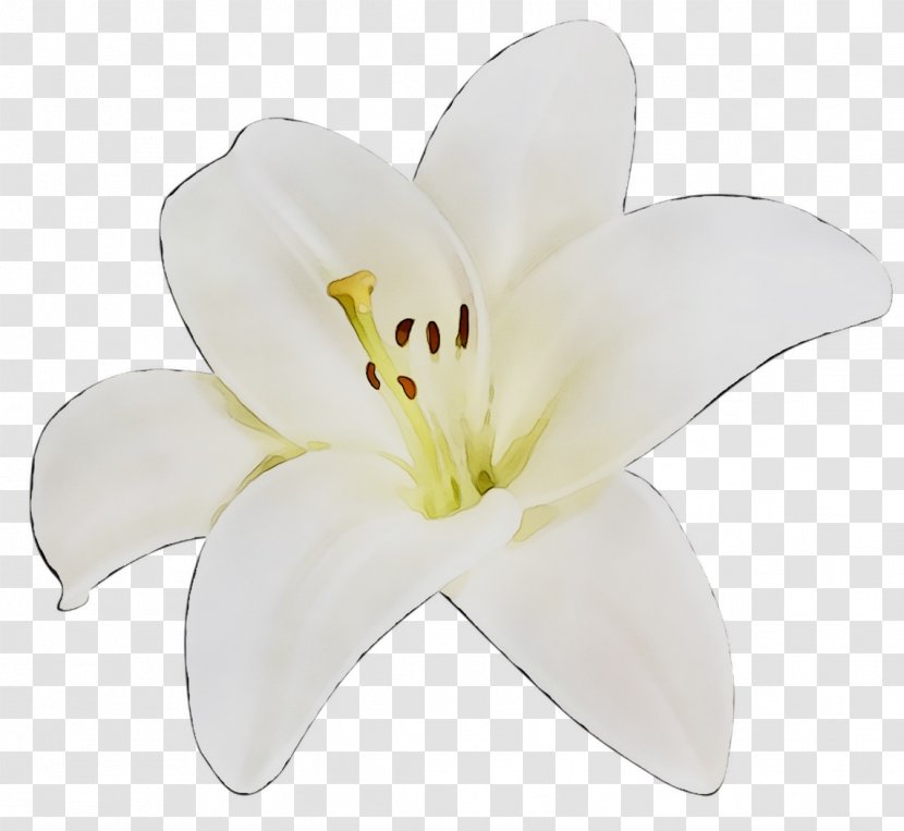 Cut Flowers Lily M - Flowering Plant - Daylily Transparent PNG