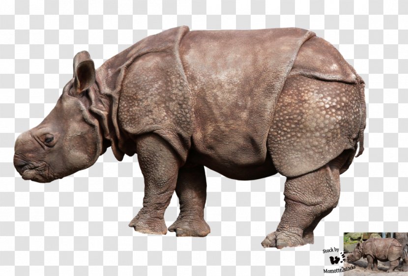Rhinoceros Photography - Animal - Baby Animals Transparent PNG