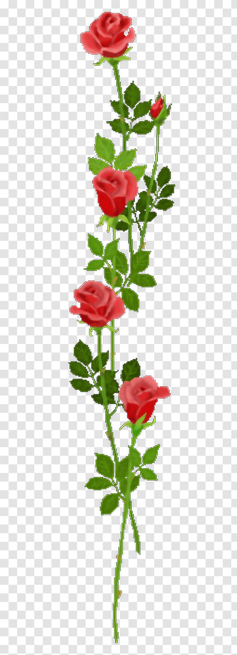 Flowering Plant Garden Roses Rosaceae - Family - Flower Crown Transparent PNG