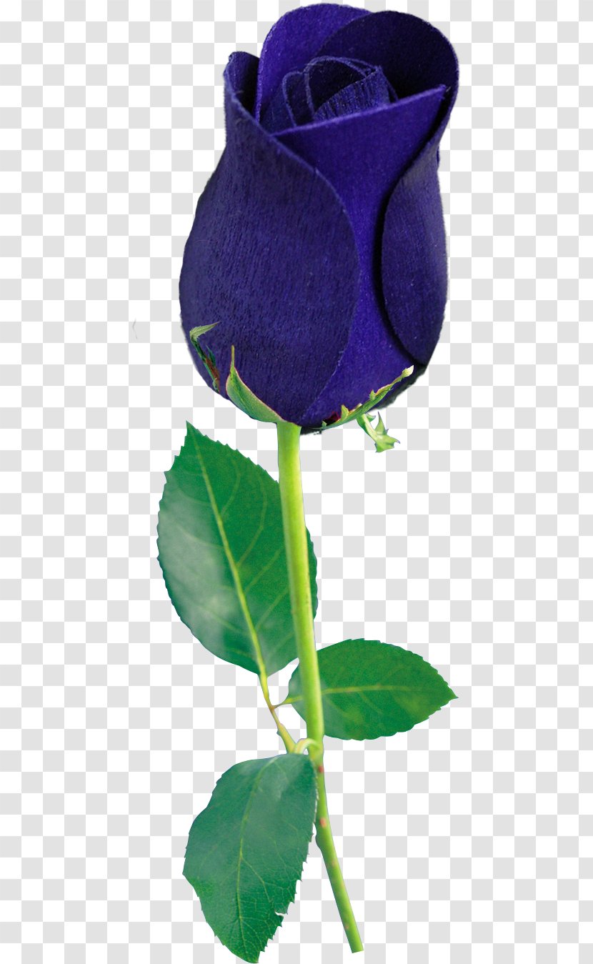 Blue Rose Garden Roses Clip Art - Petal Transparent PNG