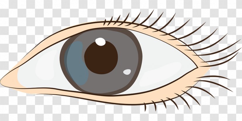 Eye Clip Art - Frame - Flower Transparent PNG