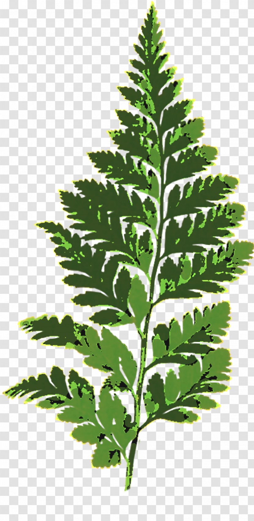 Fern Leaf Vascular Plant Plants Burknar Transparent PNG