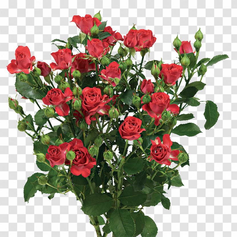 Garden Roses Cabbage Rose China Floribunda Memorial - Flower Transparent PNG