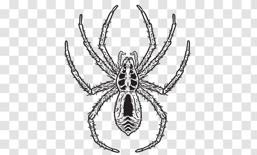 Hobo Spider Aptive Environmental Pest Eight Legs Transparent PNG