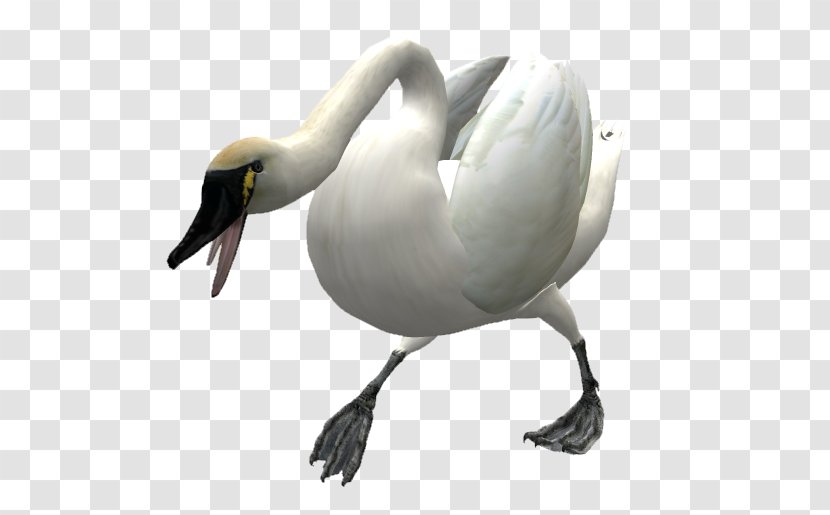 Duck Goose Bird Mute Swan Cygnini Transparent PNG