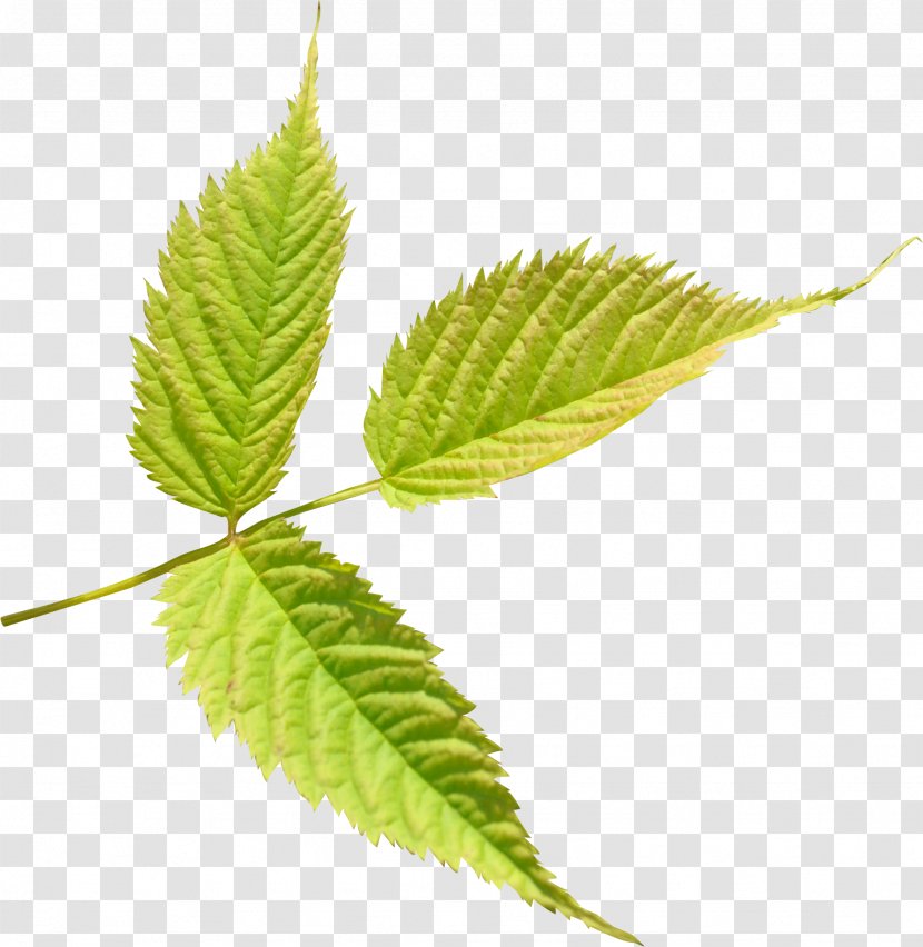 Leaf Clip Art - Branch - Leaves Transparent PNG