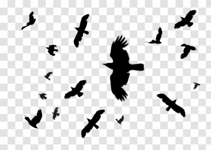 Hooded Crow Bird Flight Common Raven Columbidae - Blackbird - Gull Transparent PNG