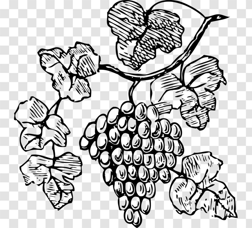 Grape Clip Art Wine Openclipart Free Content - Hand - Drawing Common Transparent PNG