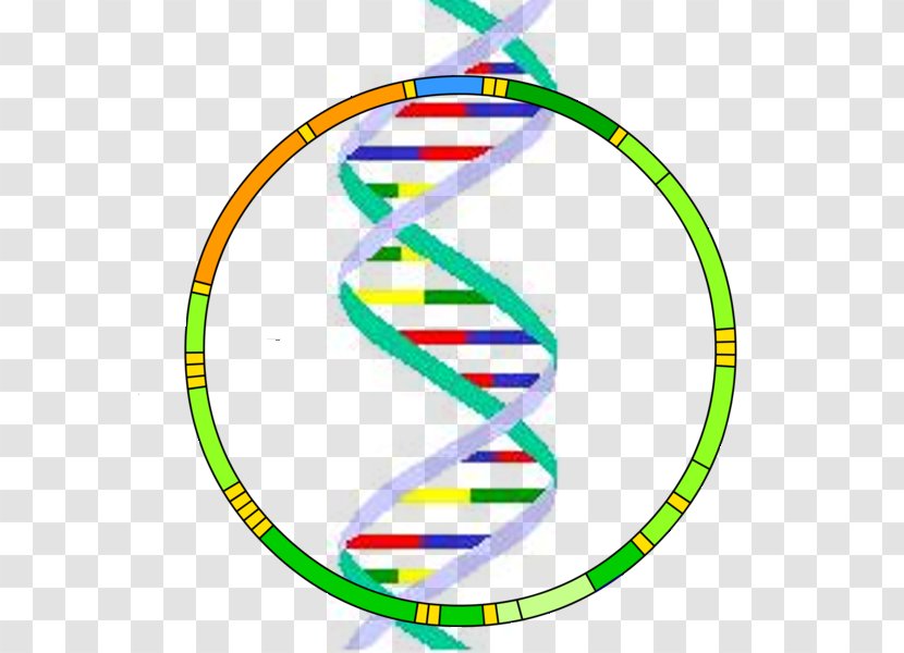 Mitochondrial DNA Mitochondrion Y Chromosome Genome - Haplogroup Transparent PNG