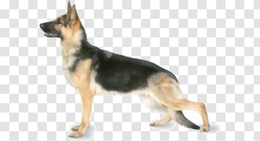 The German Shepherd Dog Anatolian Breed Puppy - Mammal Transparent PNG
