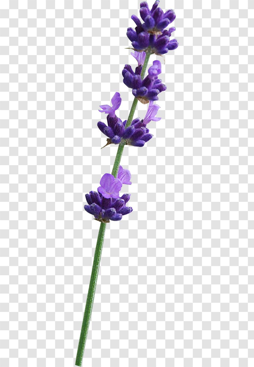 English Lavender Violet Common Sage Plant Stem Transparent PNG