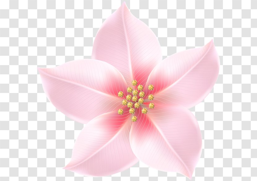 Clip Art Image Transparency Flower - Petal - Decorative Transparent PNG