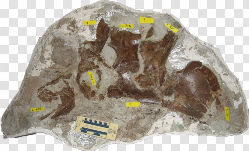 Mineral - Dinosaur Footprint Transparent PNG
