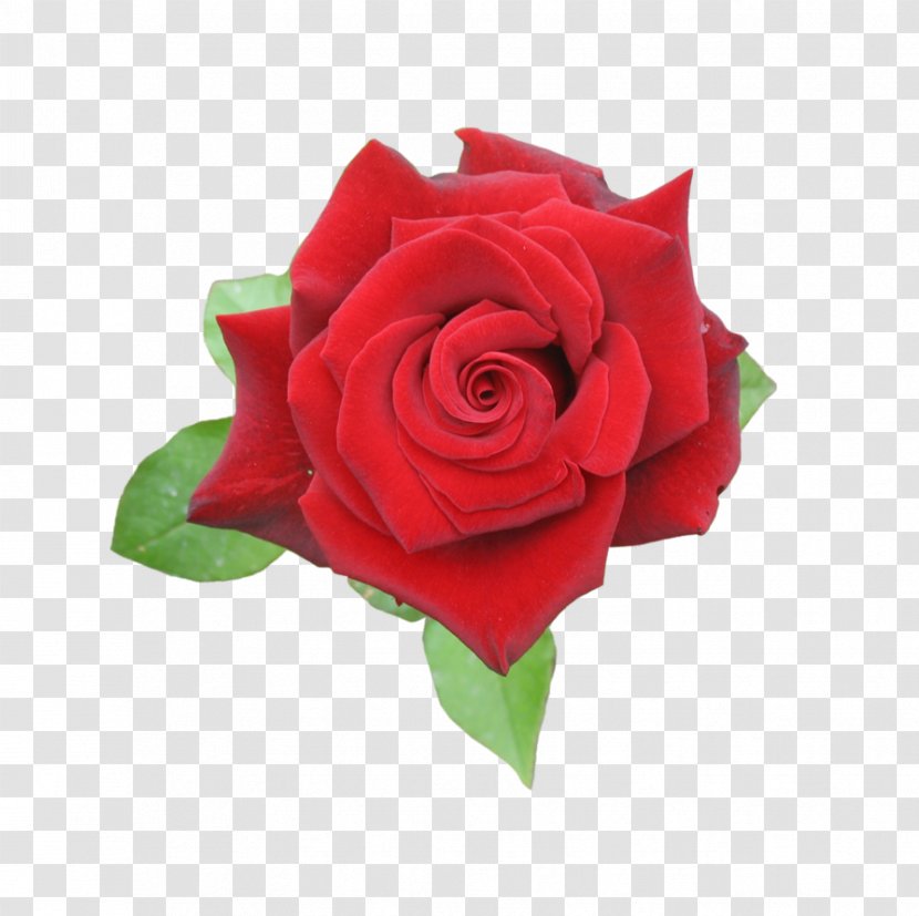 Garden Roses Flower - Floral Design - Rose Transparent PNG