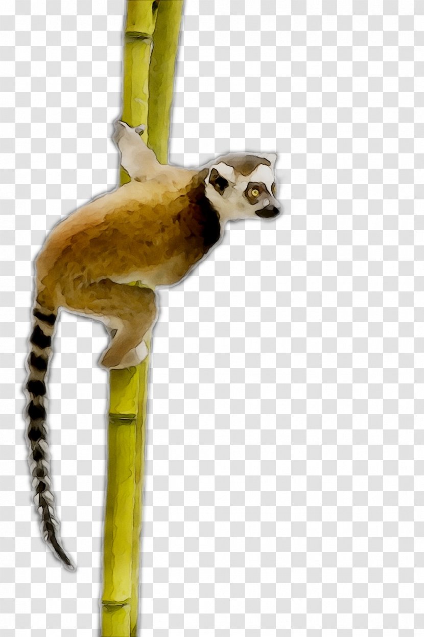 Monkey Product Tail - Plant Stem Transparent PNG