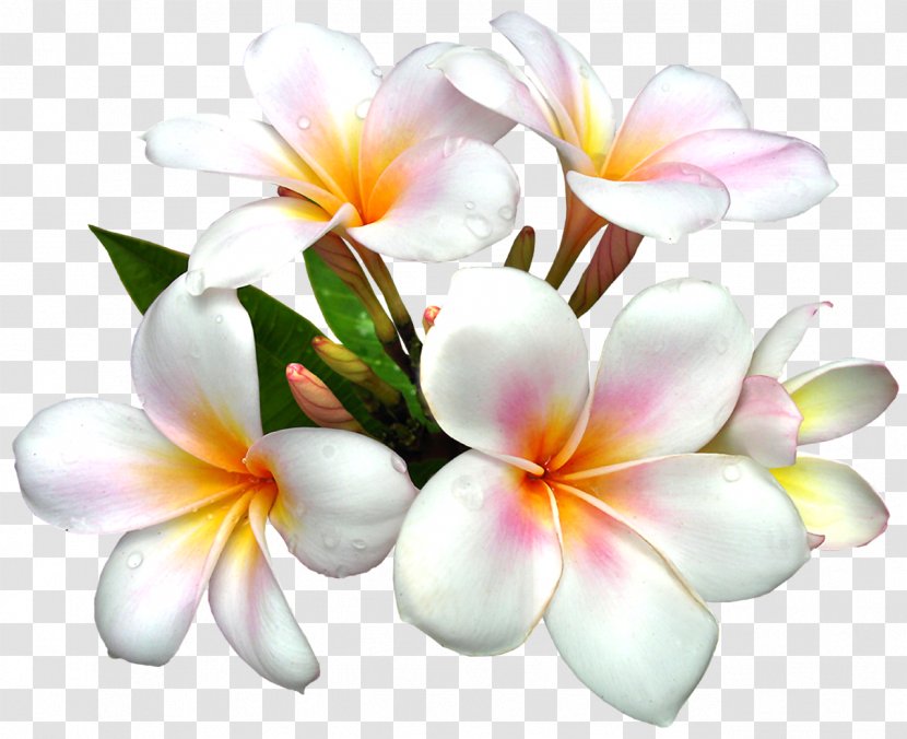 Flower White Clip Art - Floristry - Flowers Transparent PNG