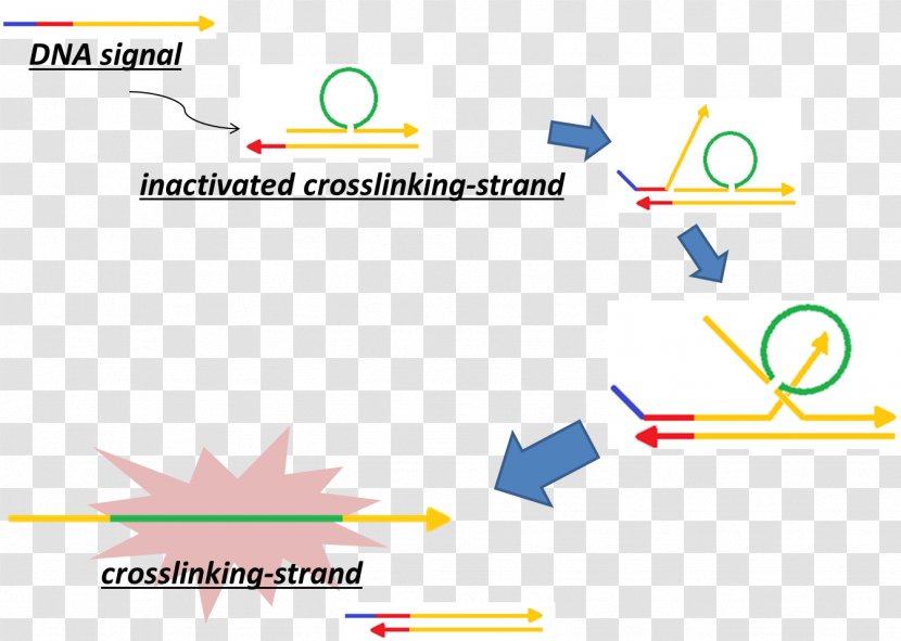 Crosslinking Of DNA Cross-link Cisplatin DNA-binding Protein - Dna - Strand Transparent PNG