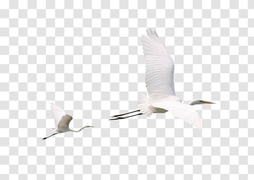Bird Feather Icon - Sky - Crane Transparent PNG
