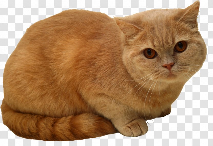 Cat Kitten PhotoScape - Cymric - Cats Transparent PNG