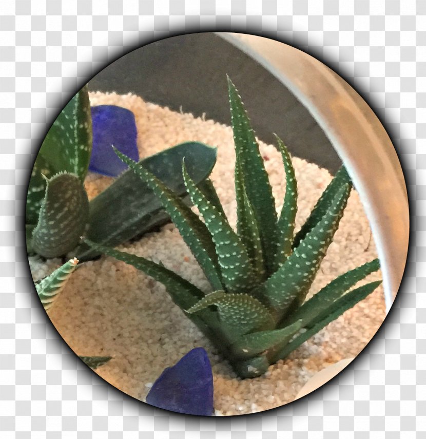 Cactaceae Making More Plants: The Science, Art, And Joy Of Propagation Succulent Plant Offset - Inch - Secculent Transparent PNG
