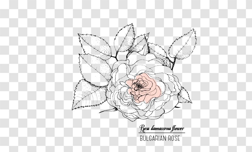 Rose Valley, Bulgaria Cosmetics Skin Damask Wrinkle - Silhouette - Heart Transparent PNG