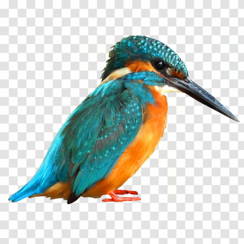 Bird Paper Common Kingfisher Painting - Turquoise Transparent PNG