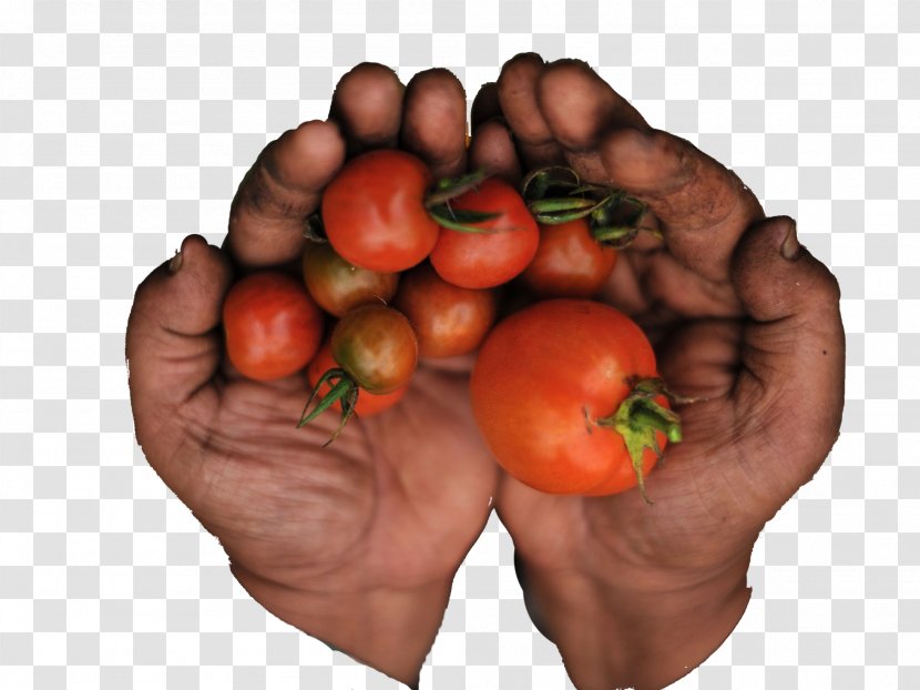 Plum Tomato Food Visual Software Systems Ltd. Bush - Fruit - Non Organic Transparent PNG
