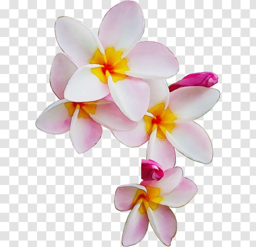 Flower Petal Frangipani Moth Orchid Plant Transparent PNG