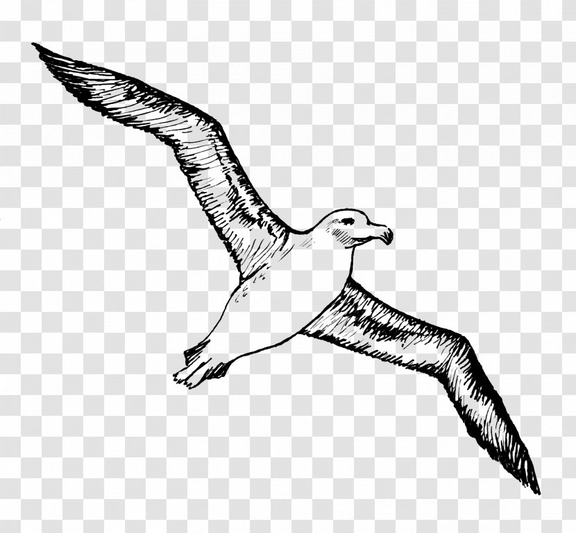 Bird Albatross Tattoo Gulls - Art - Image Transparent PNG