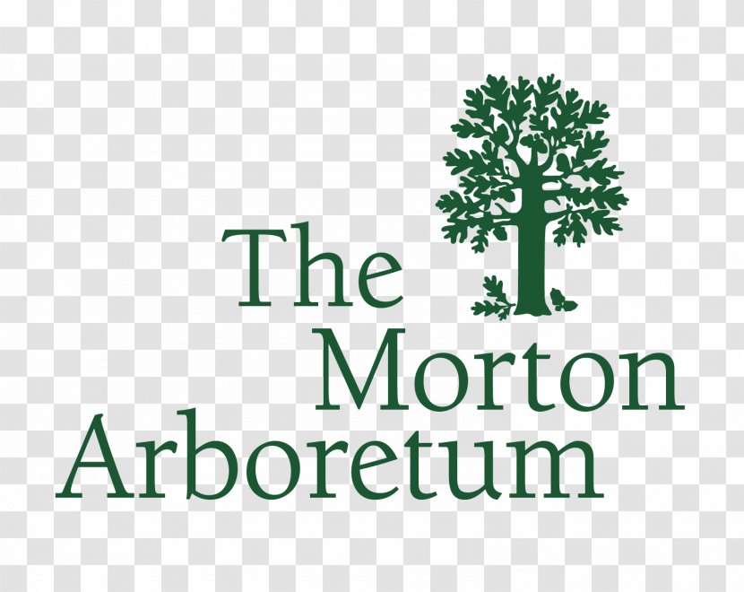 Morton Arboretum Lisle Botanical Garden Tree - Green Transparent PNG