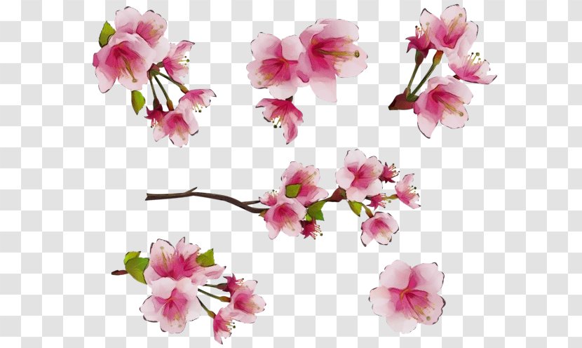 Watercolor Pink Flowers - Prunus Twig Transparent PNG