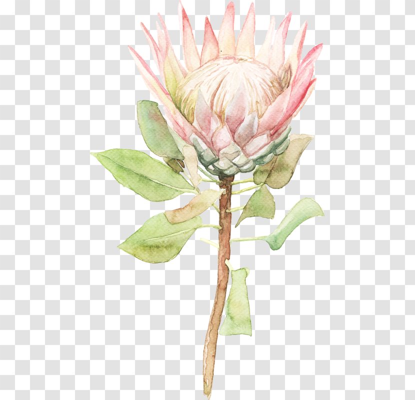 Sugarbushes Watercolour Flowers Plant Stem - Protea - Flower Transparent PNG