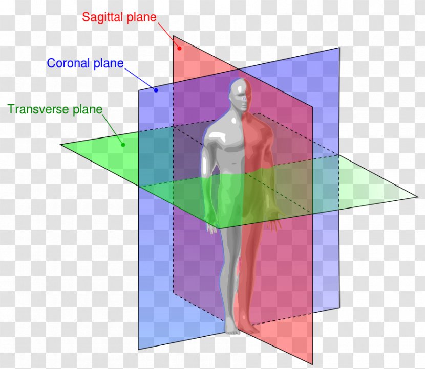 Anatomy Sagittal Plane Anatomical Terms Of Location Coronal - Muscle - Free Images Transparent PNG