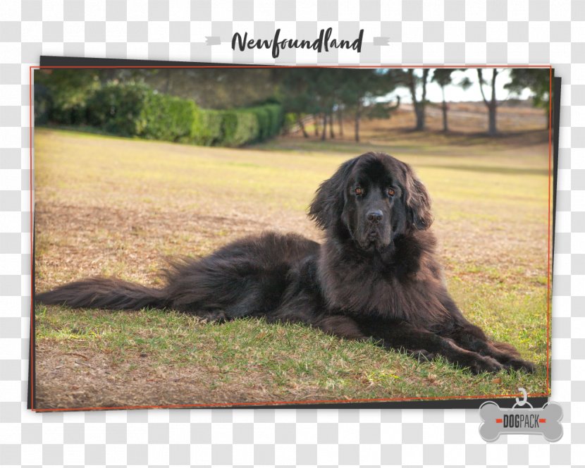 Newfoundland Dog Giant Breed Leonberger Cão Da Serra De Aires - Group - Puppy Transparent PNG