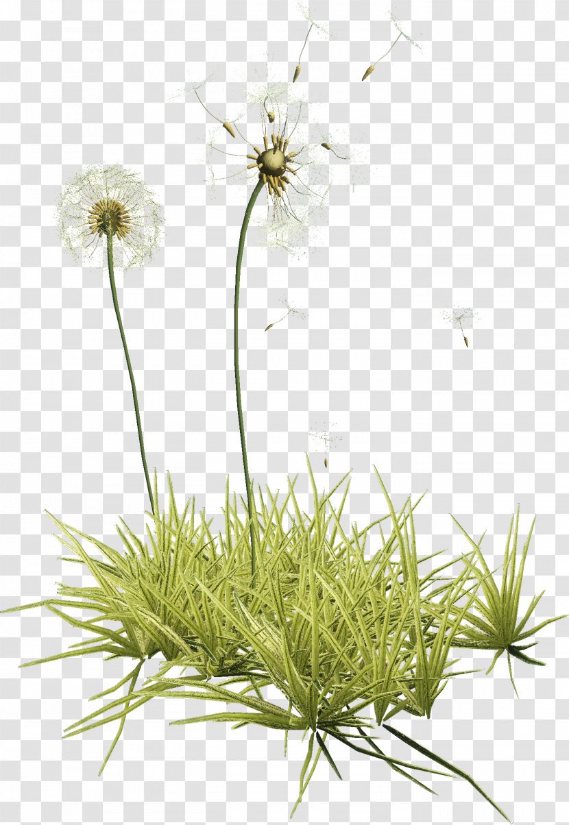 Common Dandelion Herbaceous Plant Clip Art - Stem Transparent PNG