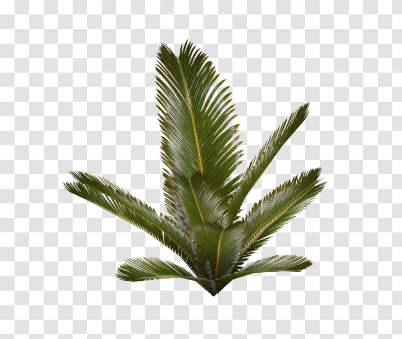 Plant Arecaceae Fern - Palm Tree Transparent PNG