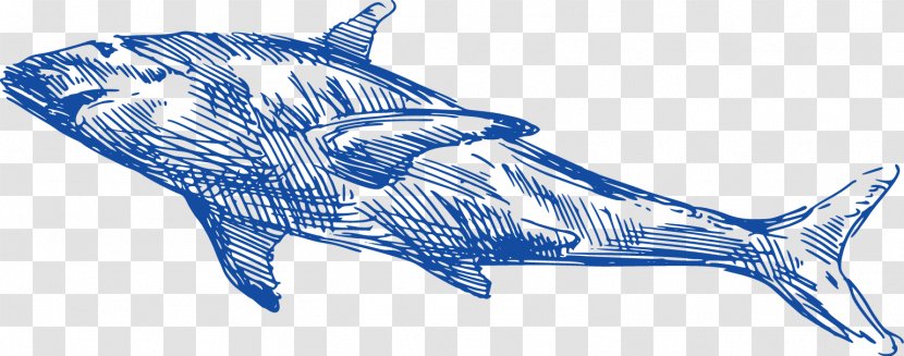 Requiem Shark Dolphin Whale - Marine Biology - Hand Painted,whale Transparent PNG