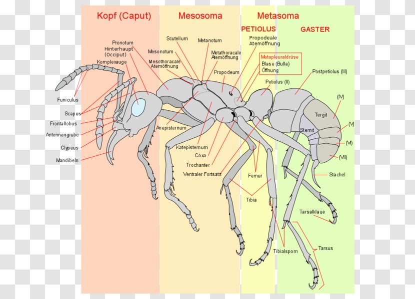 The Ants Insect Anatomy Hymenopterans - Frame Transparent PNG