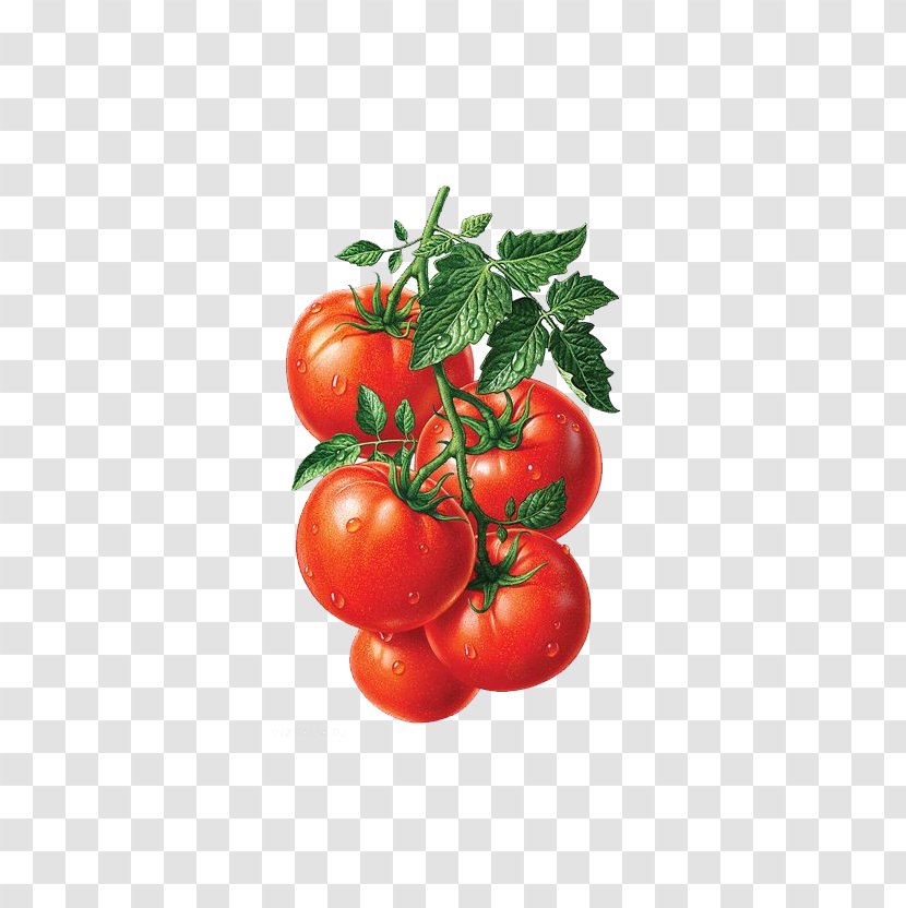 Juice Roma Tomato Heirloom Fruit Illustration - Superfood - Vegetable And Transparent PNG