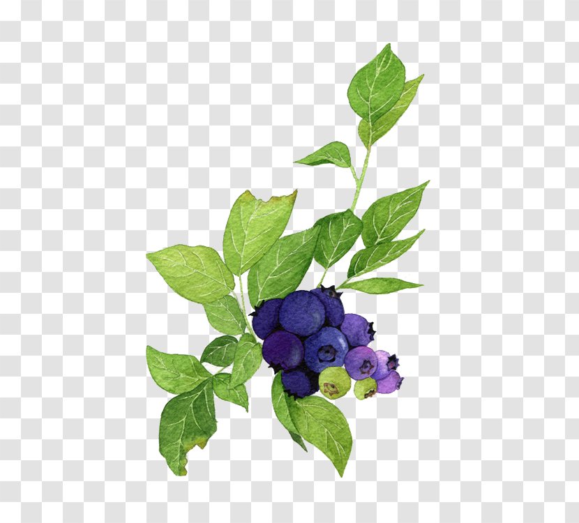 Blueberry Poster Watercolor Painting Illustration - Lilac - Blueberries And Green Leaves Transparent PNG